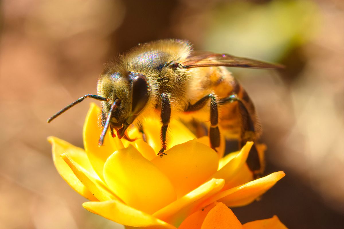 Bee on a Yellow Flower